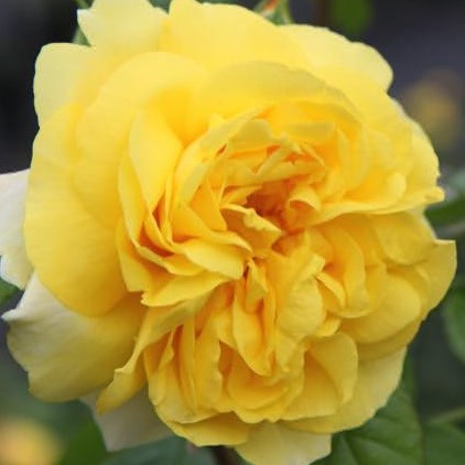 Роза парковая Чайна Таун